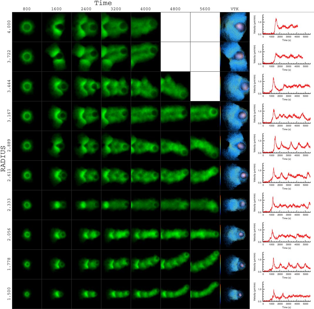 actin bead simulation