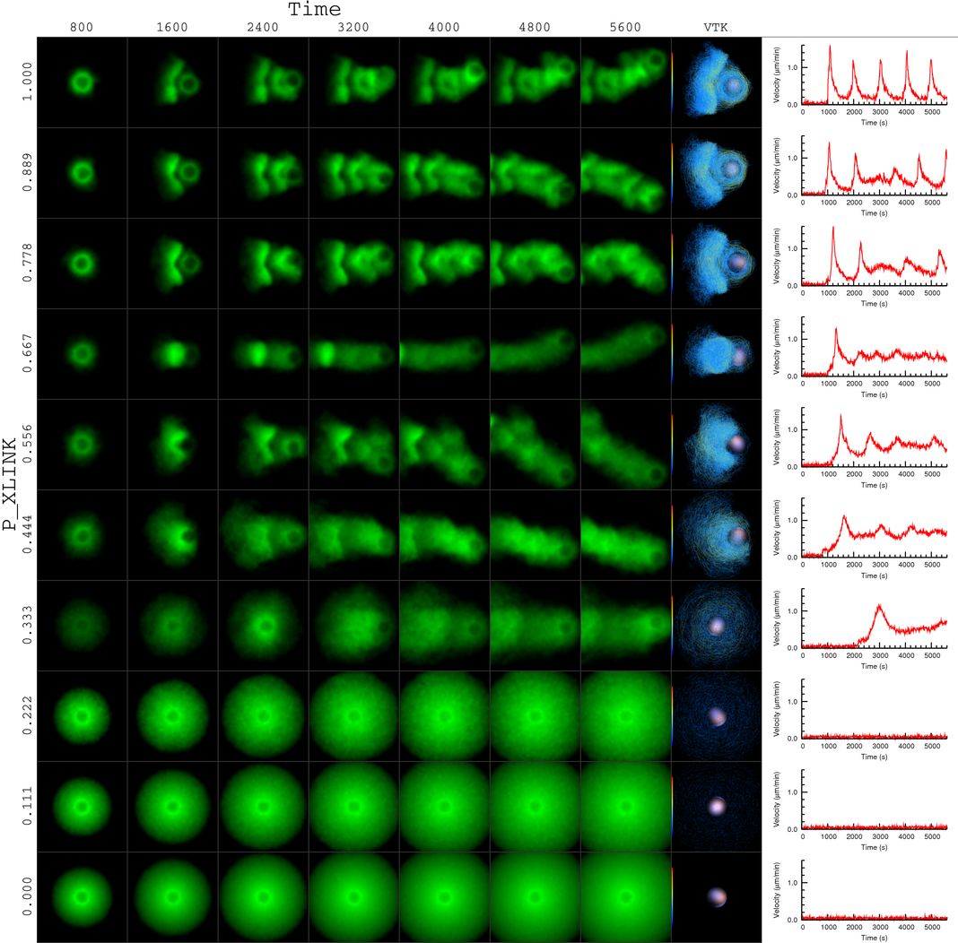 actin bead simulation