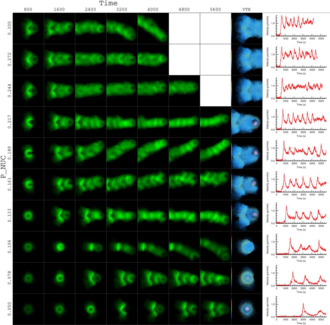 actin bead simulation