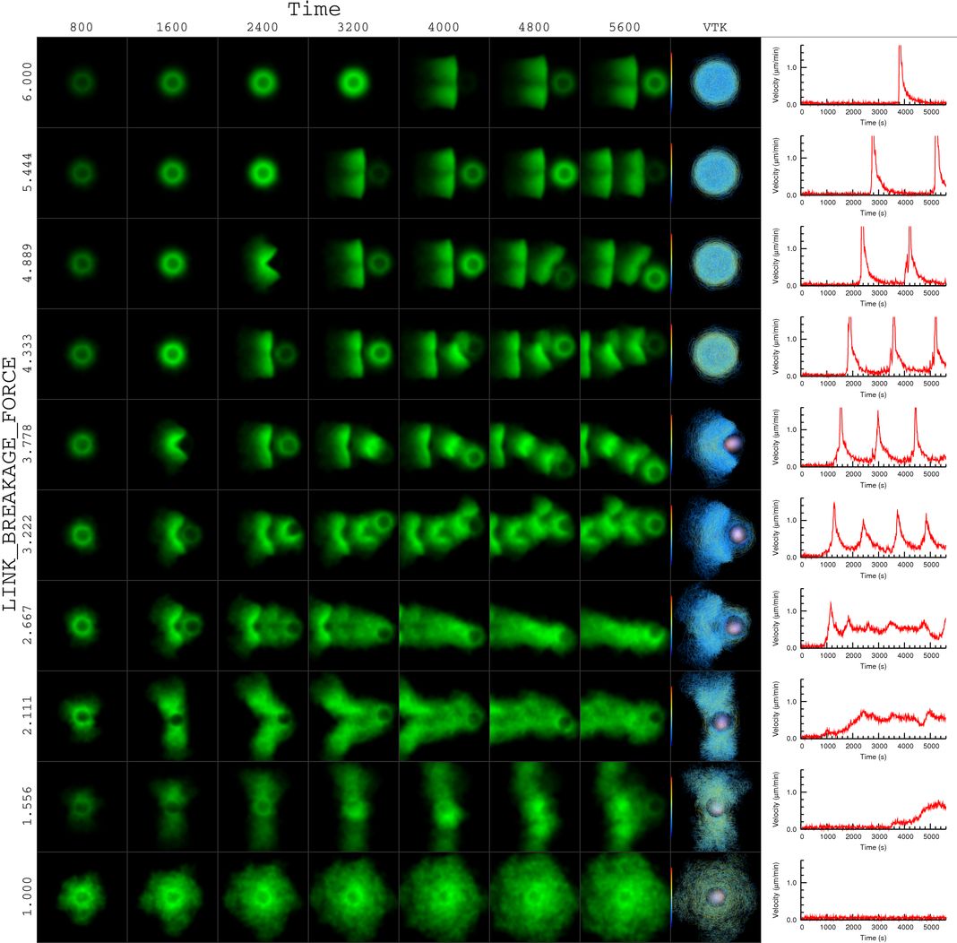 actin bead simulation