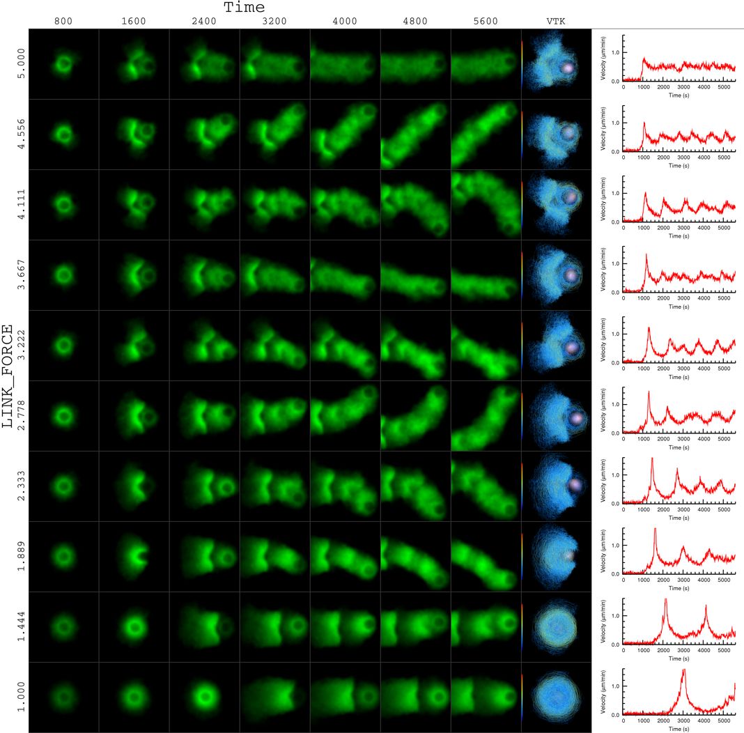 actin bead simulation actin bead simulation