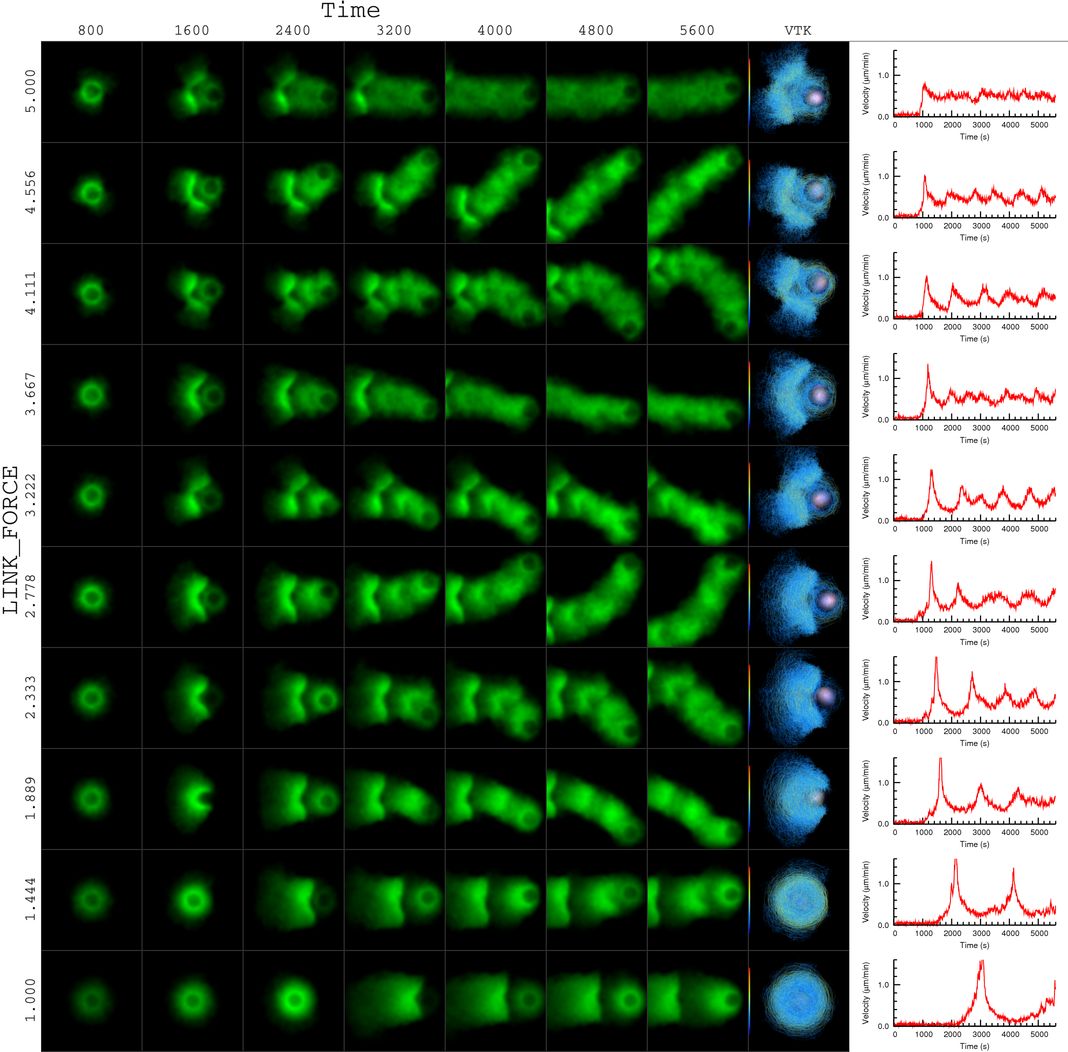 actin bead simulation