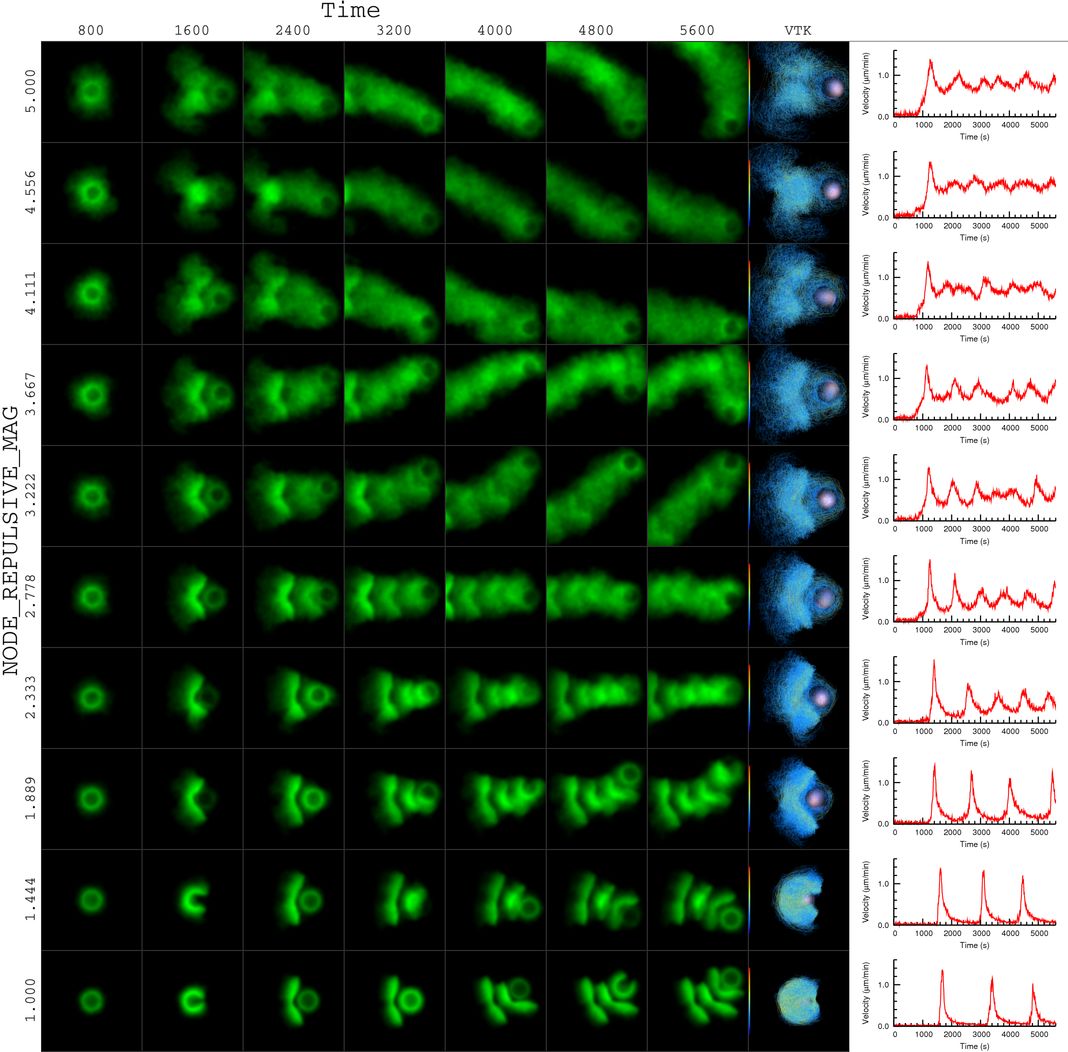 actin bead simulation