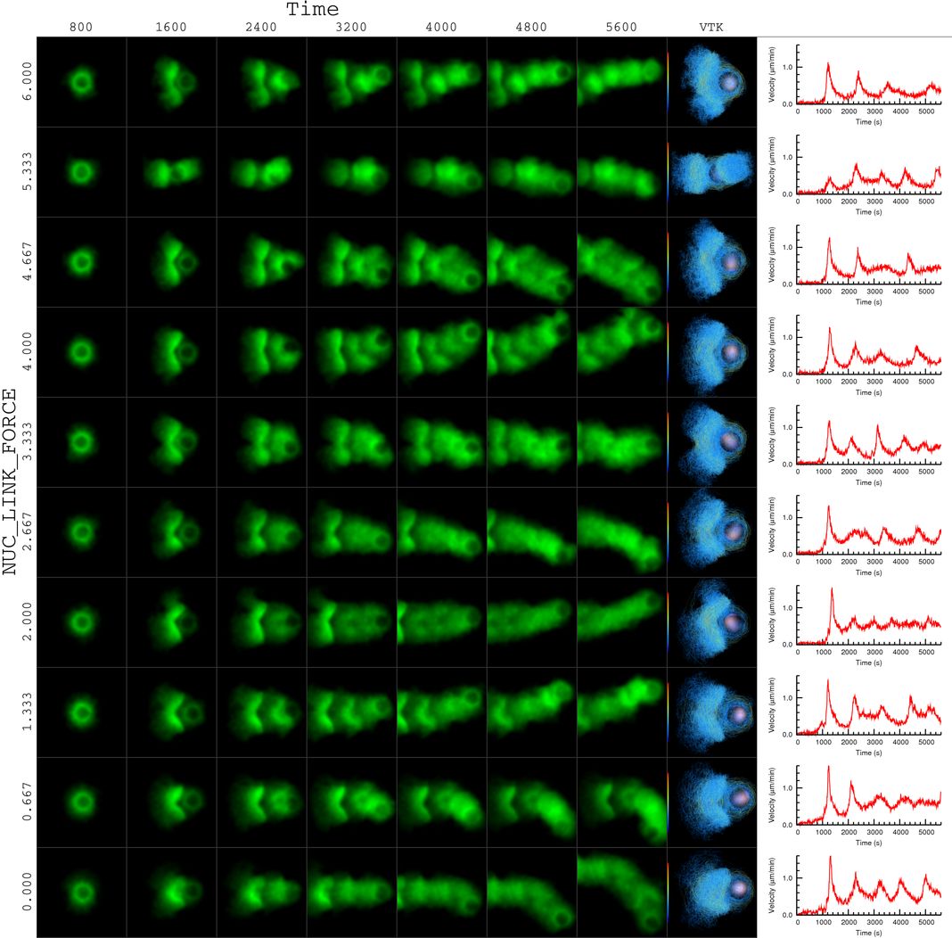 actin bead simulation