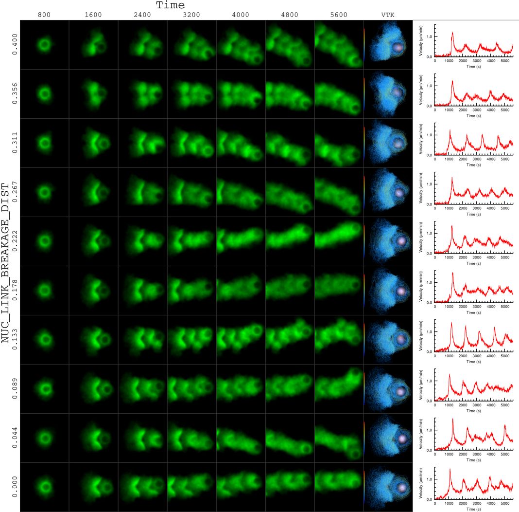 actin bead simulation actin bead simulation