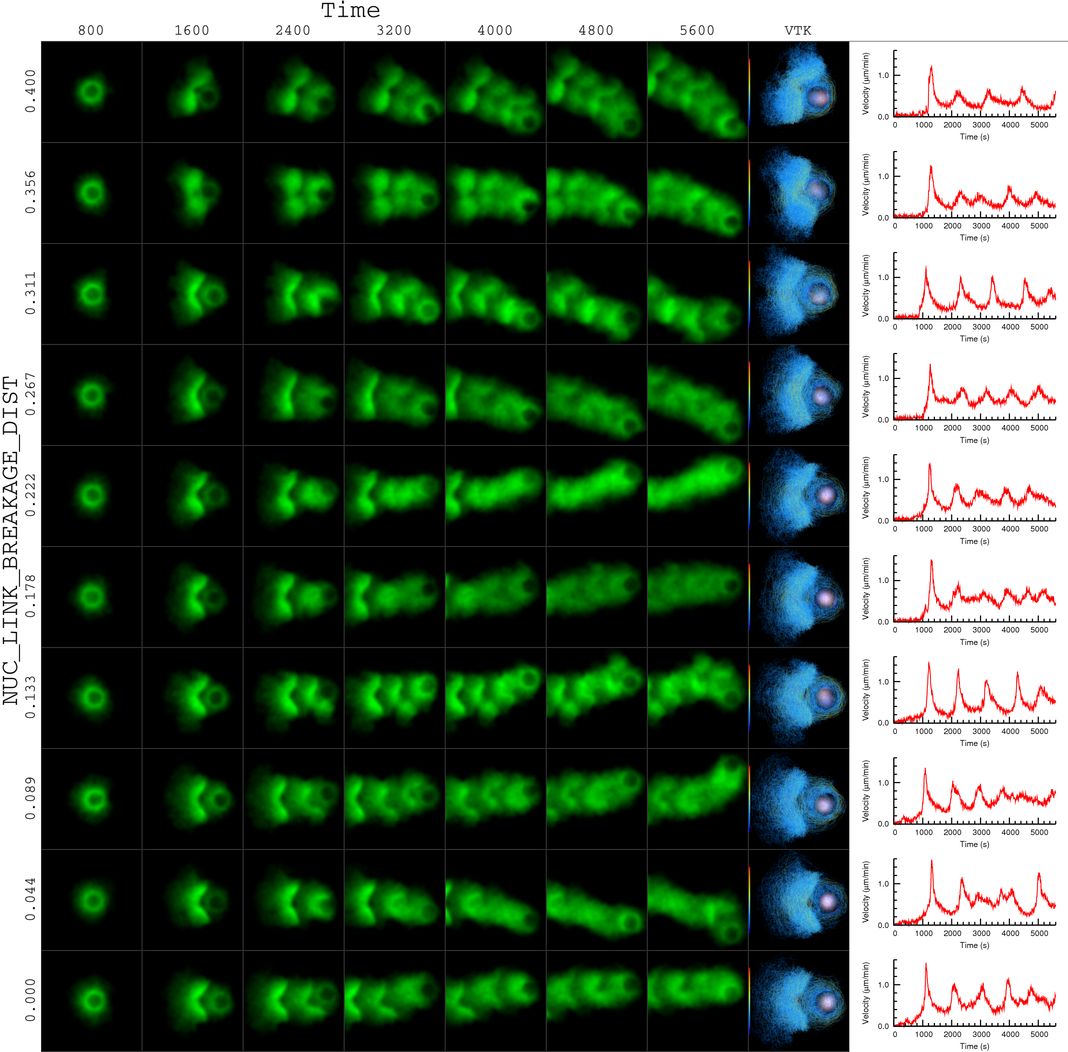 actin bead simulation