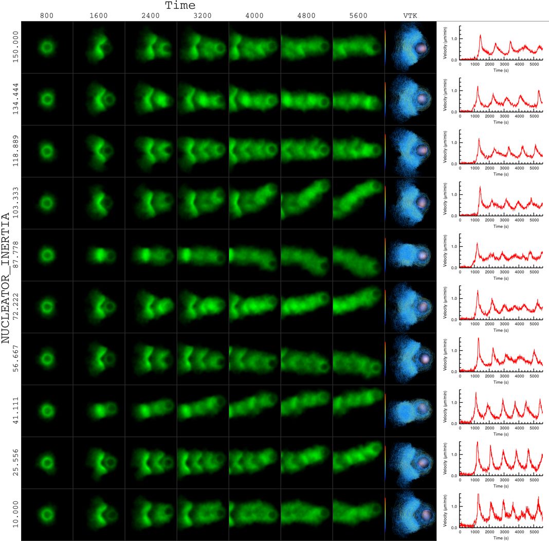actin bead simulation actin bead simulation