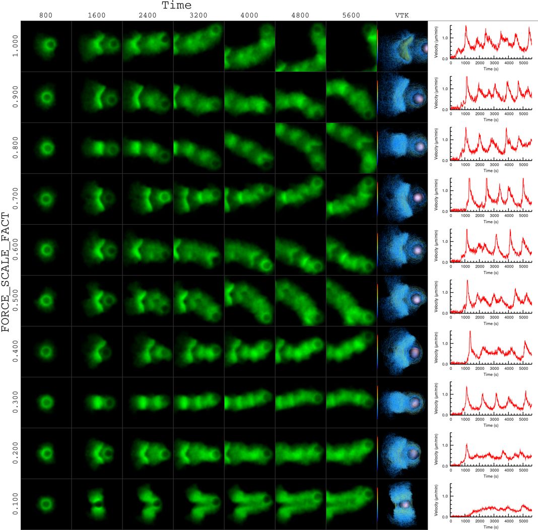 actin bead simulation