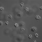 Proterospongia colonies