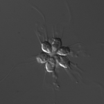 Proterospongia colony