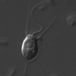 Proterospongia Thecate cell