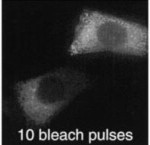 Evidence that the ER lumen is continuous. A single spot (at crosshairs) was repeatedly illuminated (200 ms illumination every 2 s) with an intense laser beam. Images were obtained after indicated number of illumination pulses. The arrow indicates an adjacent unbleached cell. Residual perinuclear, Golgi-like fluorescence is seen under high camera gain after 60 bleach pulses (right panel) (see text). 