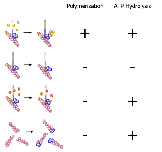 ATP hydrolysis requirements