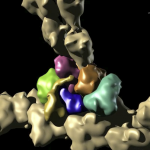 Filament Nucleation by Arp2/3 showing how VCA brings an actin monmer to a filament-bound Arp2/3, forming an Arp2-Arp3-actin nucleus, from which the daughter filament polymerizes.  The drop in affinity with Arp2/3 when Arp2 hydrolyzes ATP, and the loss of monomer binding energy helping VCA to release.