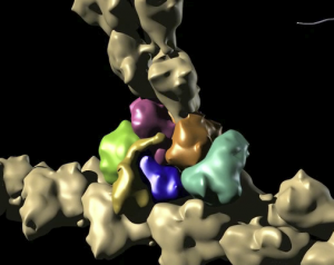 Filament Nucleation by Arp2/3 showing a summary of all the results described above:  how VCA brings an actin monmer to a filament-bound Arp2/3, forming an Arp2-Arp3-actin nucleus, from which the daughter filament polymerizes.  The drop in affinity with Arp2/3 when Arp2 hydrolyzes ATP, and the loss of monomer binding energy helping VCA to release.