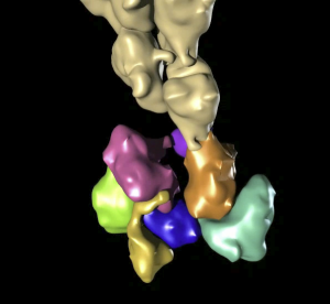 Filament Capping by Arp2/3 showing how Arp2/3 caps the ‘pointed’ end of actin filaments