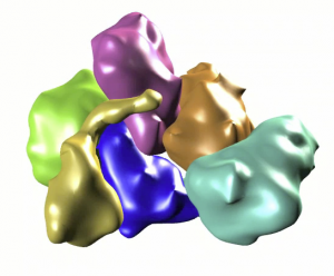 Arp2/3 Flexing motion showing how Arp2 and Arp3 might come together to mimic the arrangement of two actin monomers in a filament