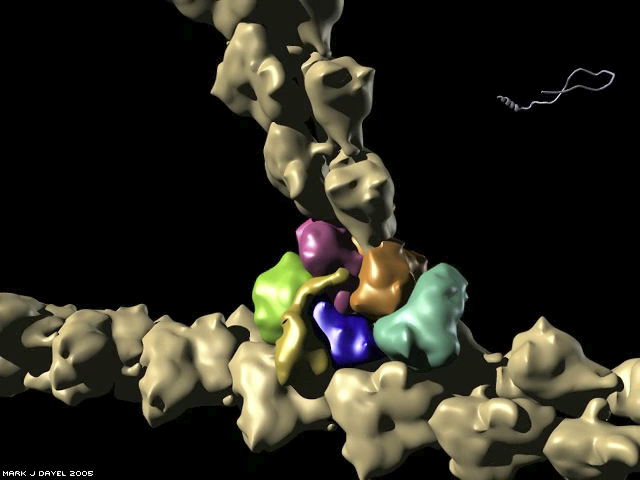 The Arp2/3 nucleation reaction: Actin polymerizes from the completed nucleus, VCA released The Arp2/3 nucleation reaction: Actin polymerizes from the completed nucleus, VCA released