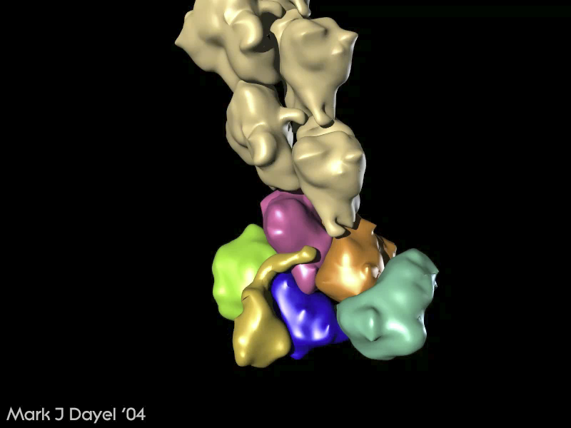 Arp2/3 capping an actin filament Arp2/3 capping an actin filament