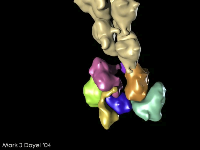 Arp2/3 about to cap an actin filament Arp2/3 about to cap an actin filament