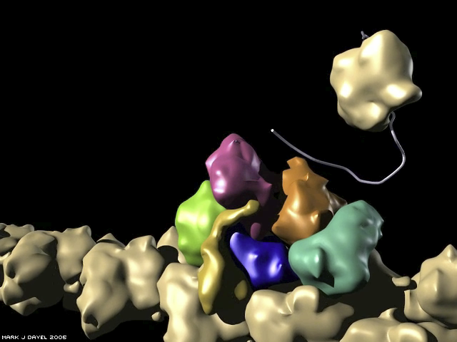 The Arp2/3 nucleation reaction: Arp2/3 docks onto the mother filament The Arp2/3 nucleation reaction: Arp2/3 docks onto the mother filament
