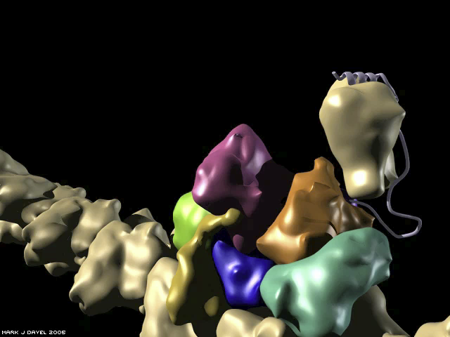 The Arp2/3 nucleation reaction: VCA delivers an actin monomer to the Arp2/3 complex The Arp2/3 nucleation reaction: VCA delivers an actin monomer to the Arp2/3 complex