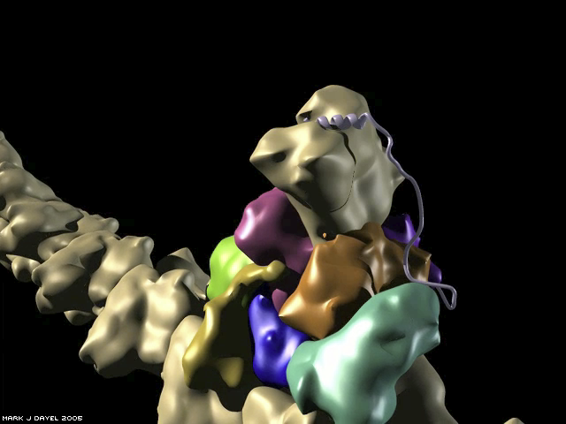 The Arp2/3 nucleation reaction: VCA docks the actin monomer onto the Arp2/3 complex The Arp2/3 nucleation reaction: VCA docks the actin monomer onto the Arp2/3 complex