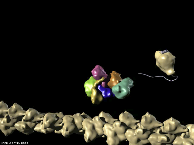 The Arp2/3 nucleation reaction: Components: Mother filament, Arp2/3 complex, VCA, and an actin monomer The Arp2/3 nucleation reaction: Components: Mother filament, Arp2/3 complex, VCA, and an actin monomer