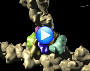 Filament Nucleation by Arp2/3 showing a summary of all the results described above:  how VCA brings an actin monmer to a filament-bound Arp2/3, forming an Arp2-Arp3-actin nucleus, from which the daughter filament polymerizes.  The drop in affinity with Arp2/3 when Arp2 hydrolyzes ATP, and the loss of monomer binding energy helping VCA to release.