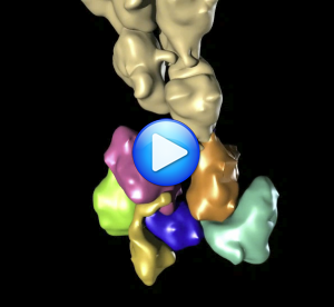 Filament Capping by Arp2/3 showing how Arp2/3 caps the ‘pointed’ end of actin filaments