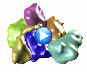 Arp2/3 Flexing motion showing how Arp2 and Arp3 might come together to mimic the arrangement of two actin monomers in a filament